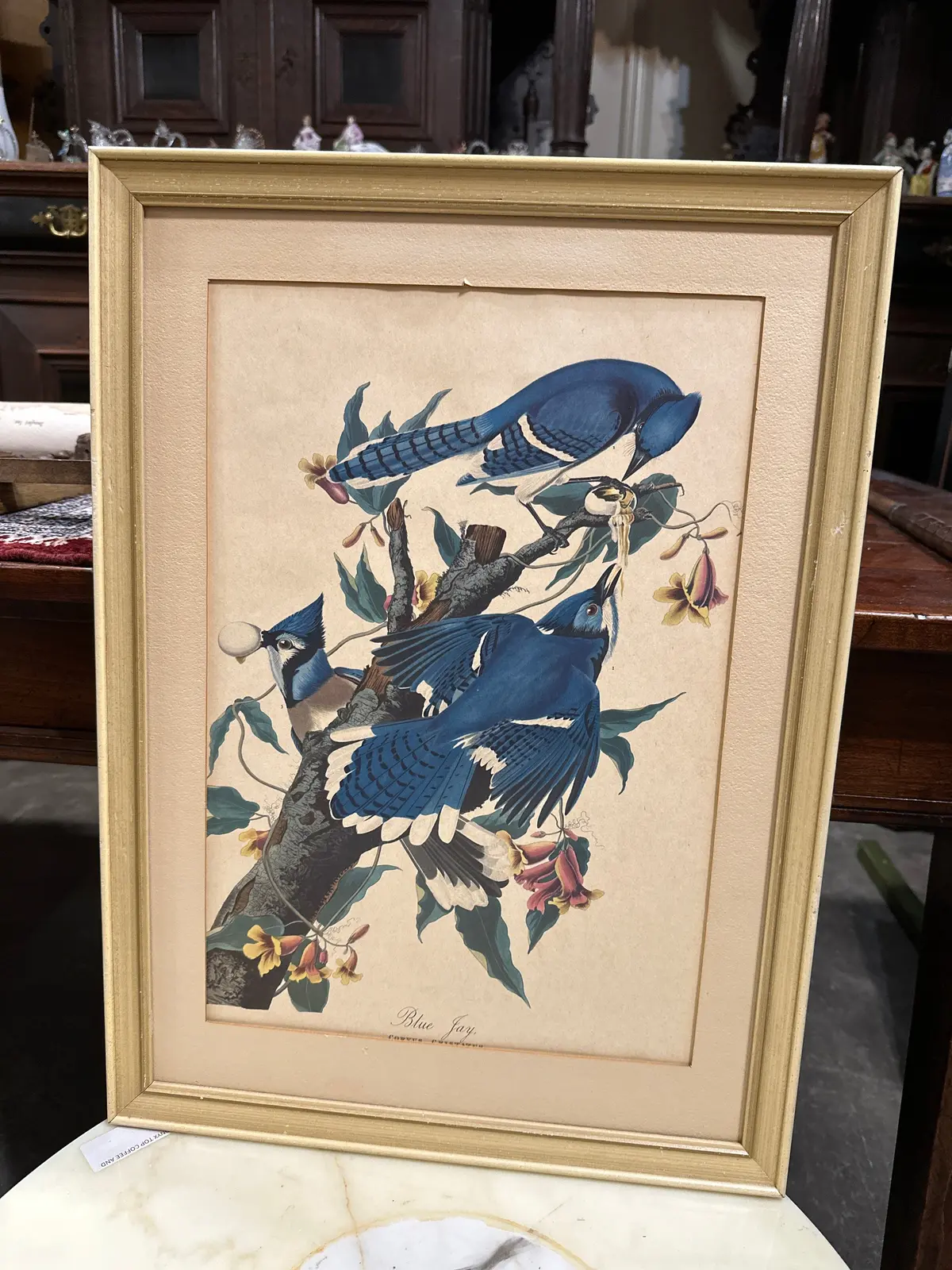 Blue Jay Audobon Print No Glass 1