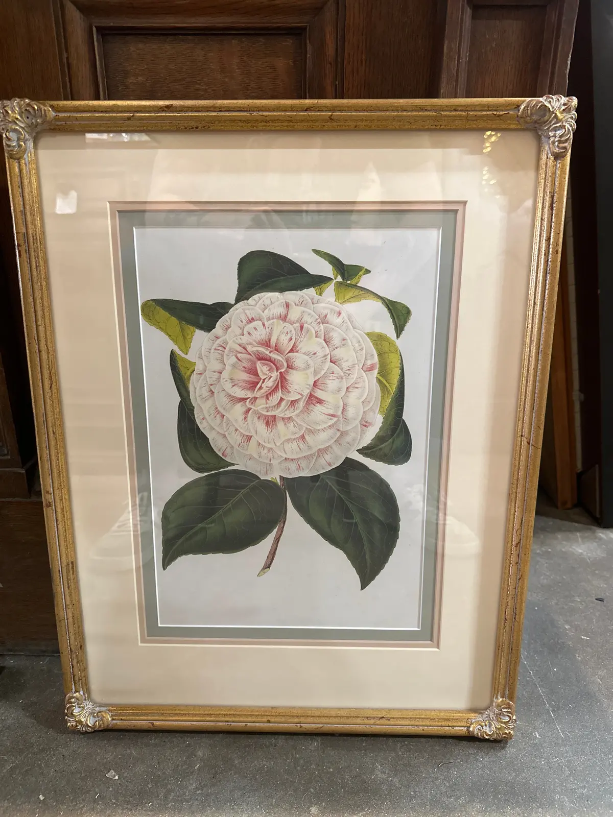 Nicely Framed Botanical Print 1