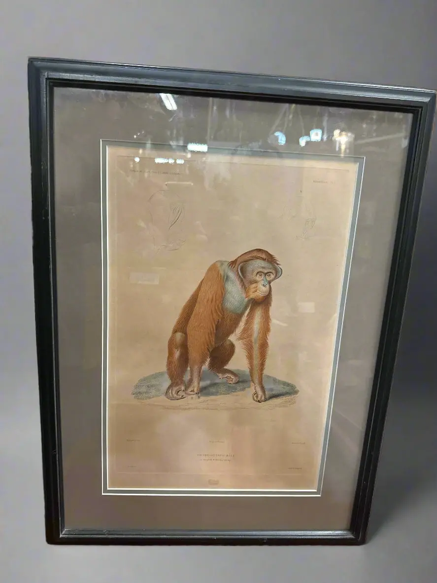 Orangutan Engraving 1