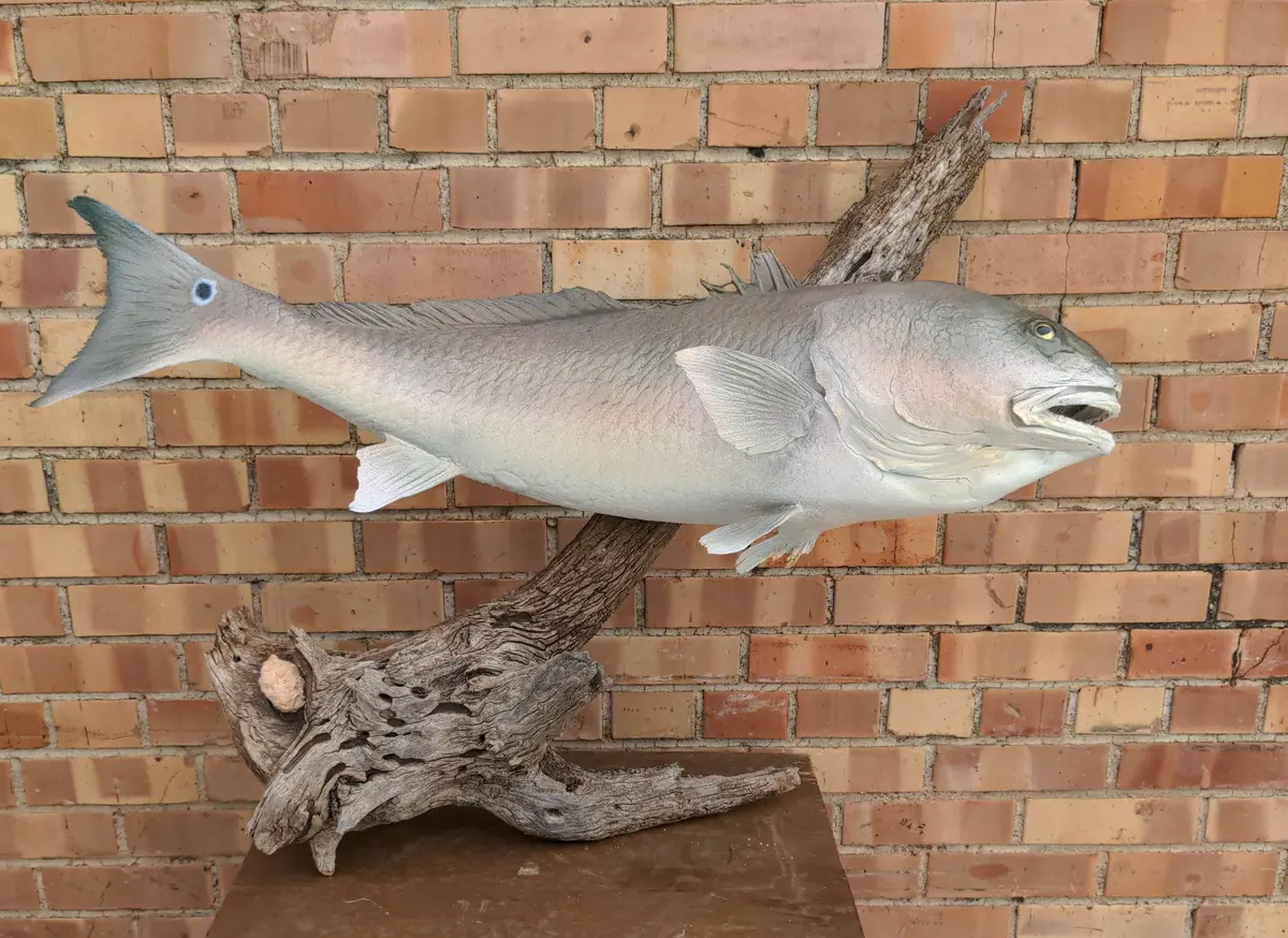 Old Joe, Mounted Fish As Found 1