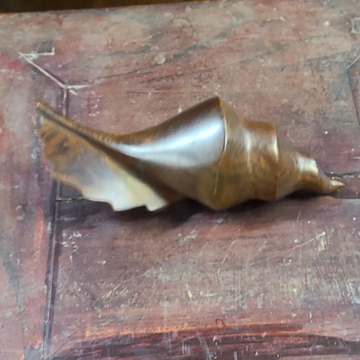 Carved Dark Wood Shell 1