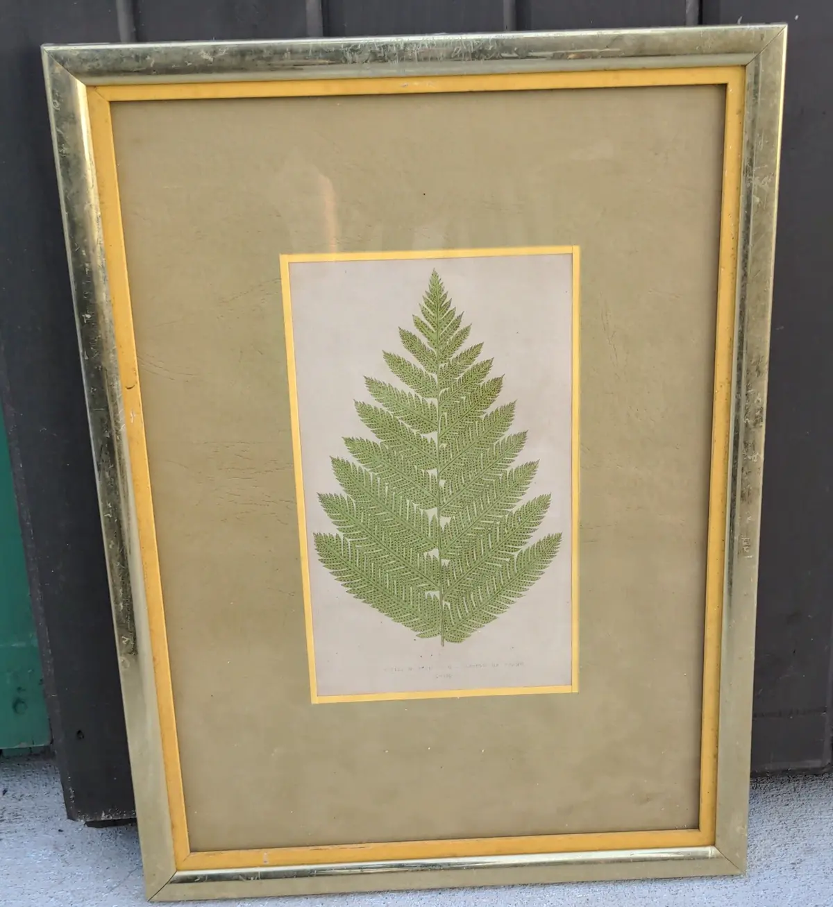 Framed Print Of A Fern Leaf 1
