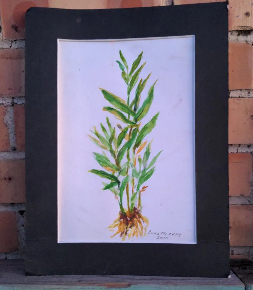 Small Print Of A Ginger Plant 1