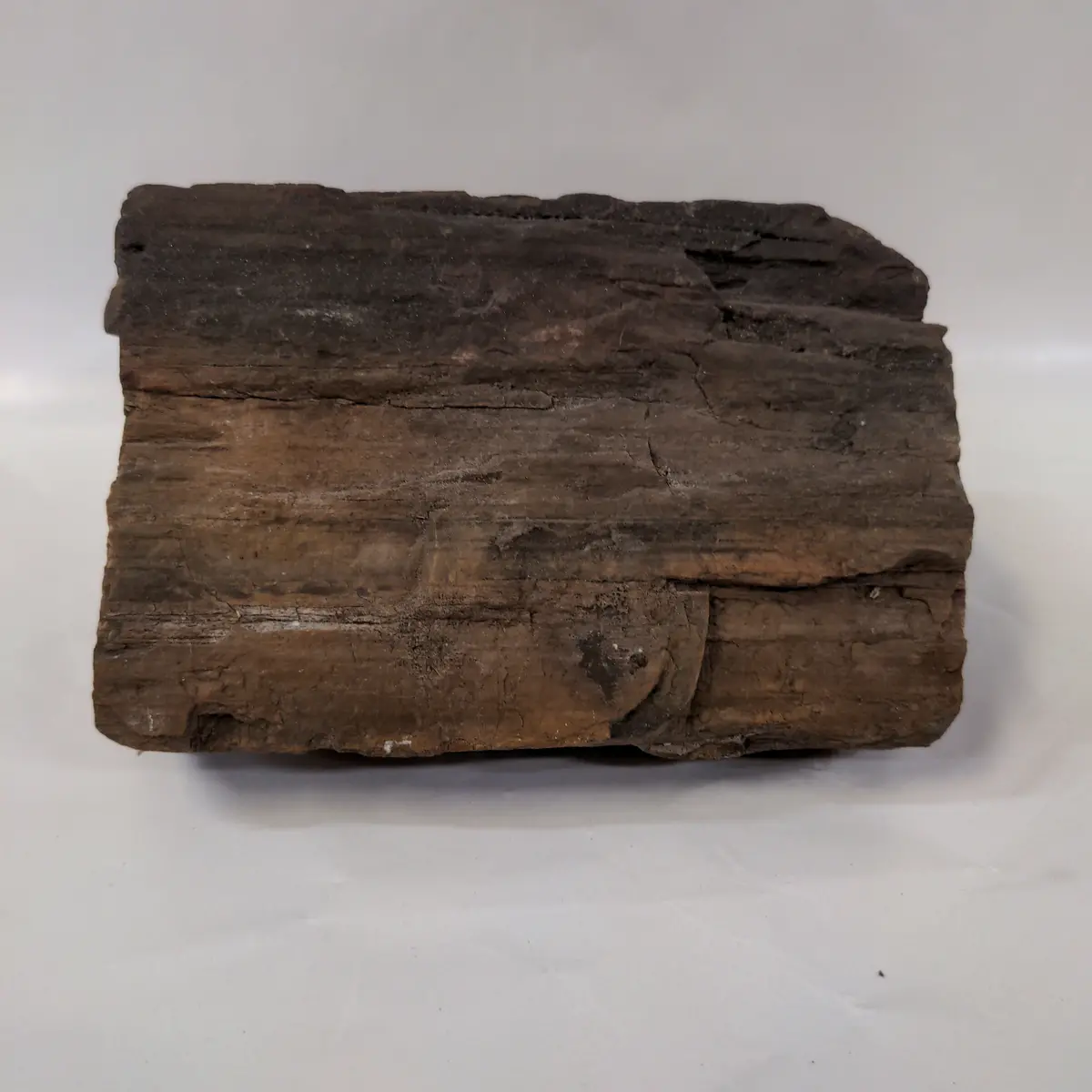 Large Piece Of Petrified Wood 1