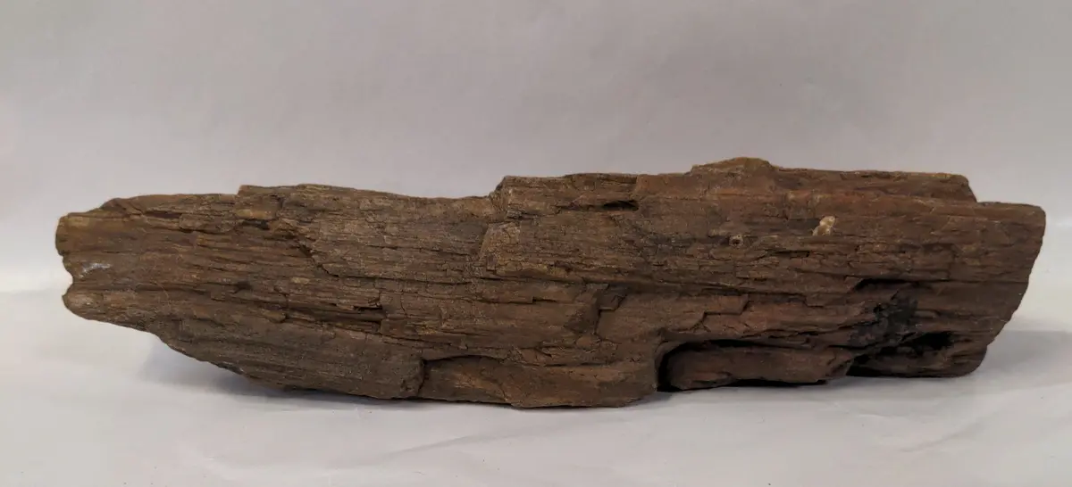 Long Piece Of Petrified Wood 1