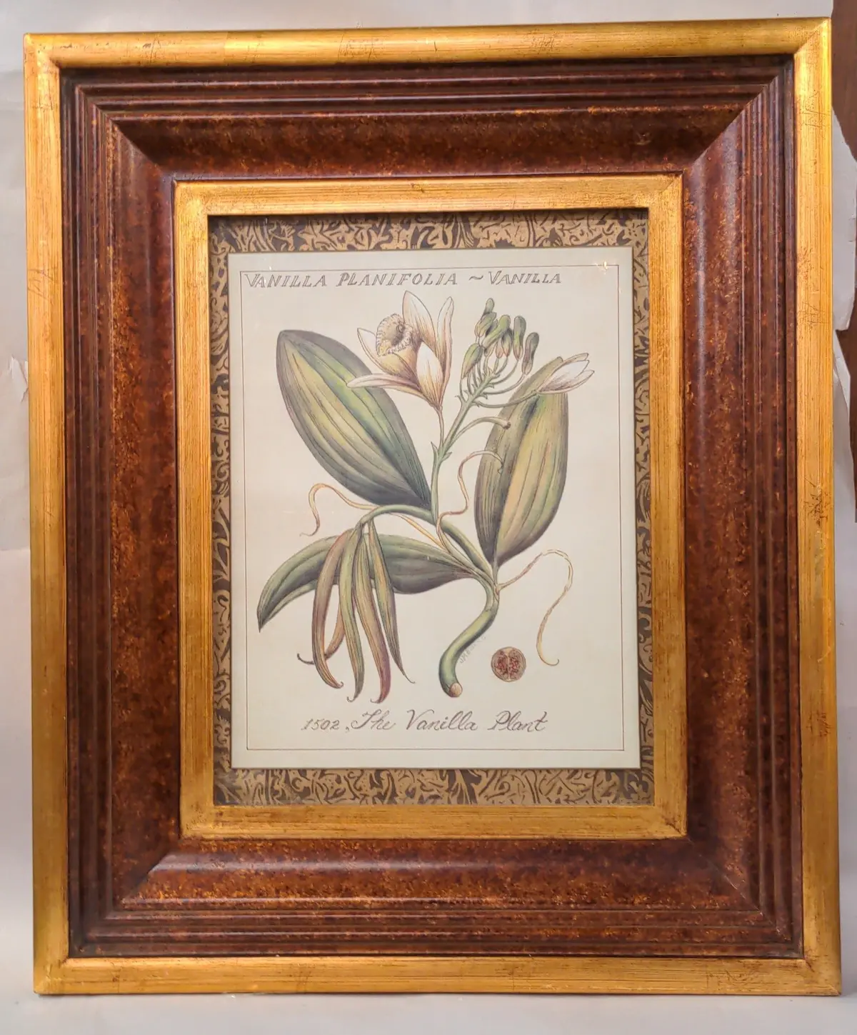 Nicely Framed Botanical Vanilla Plant Print 1