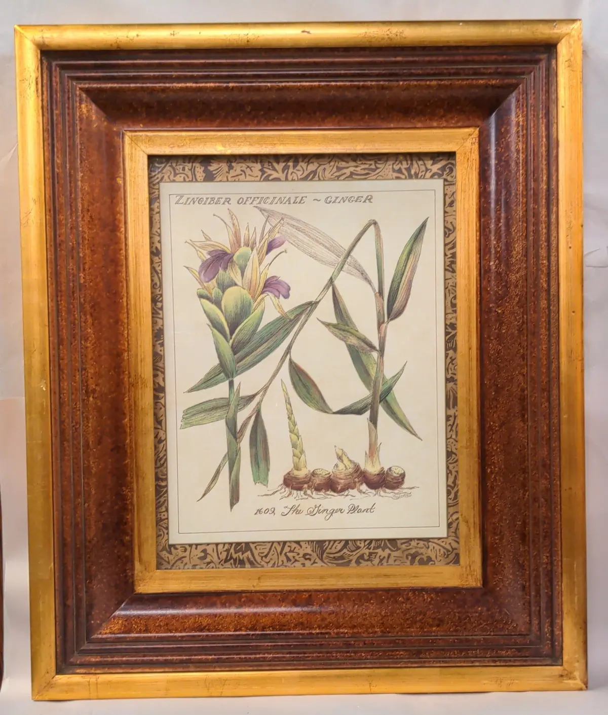 Nicely Framed Botanical Ginger Plant Print 1