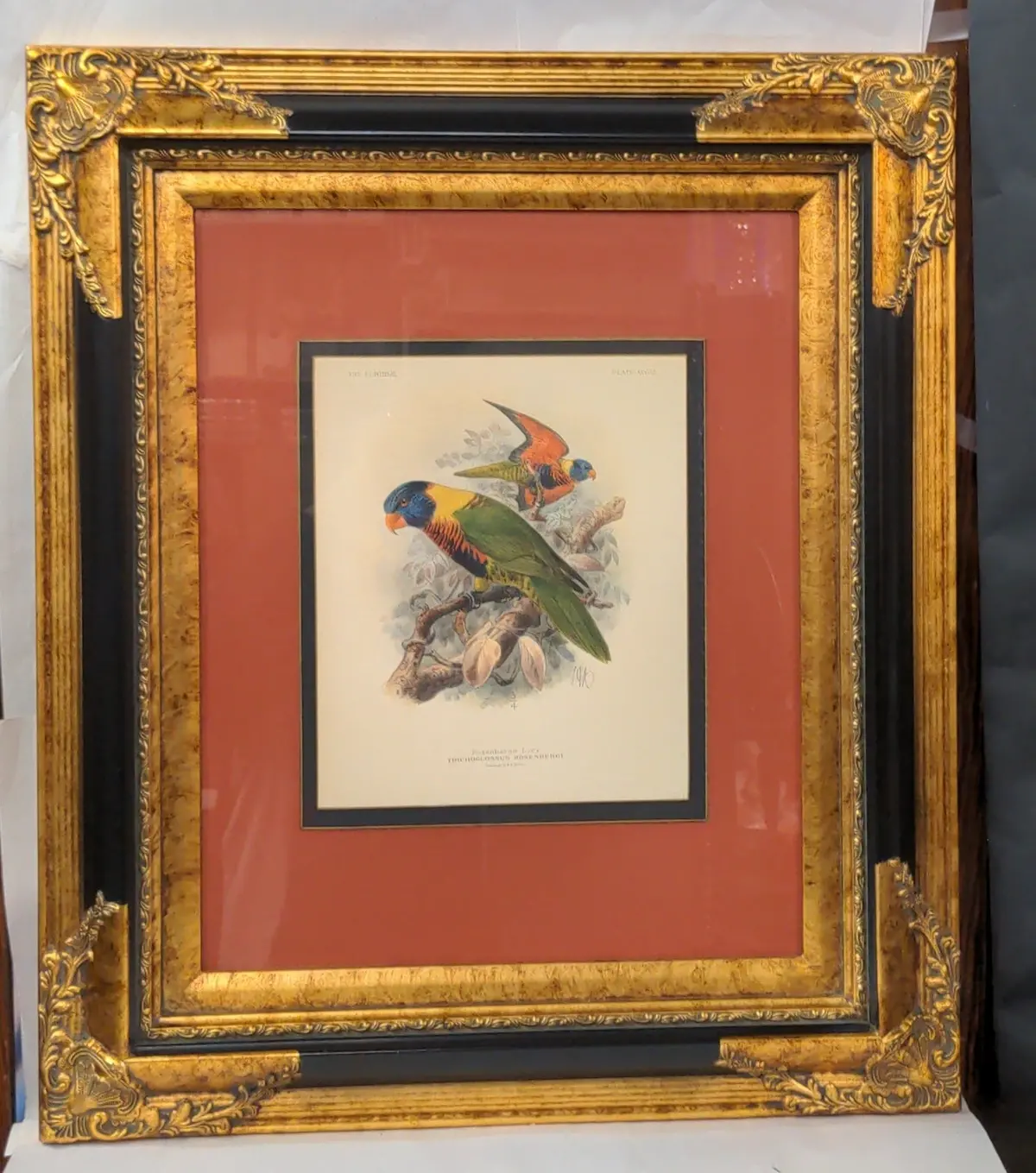 Beautifully Framed And Colored Parrots Print 1