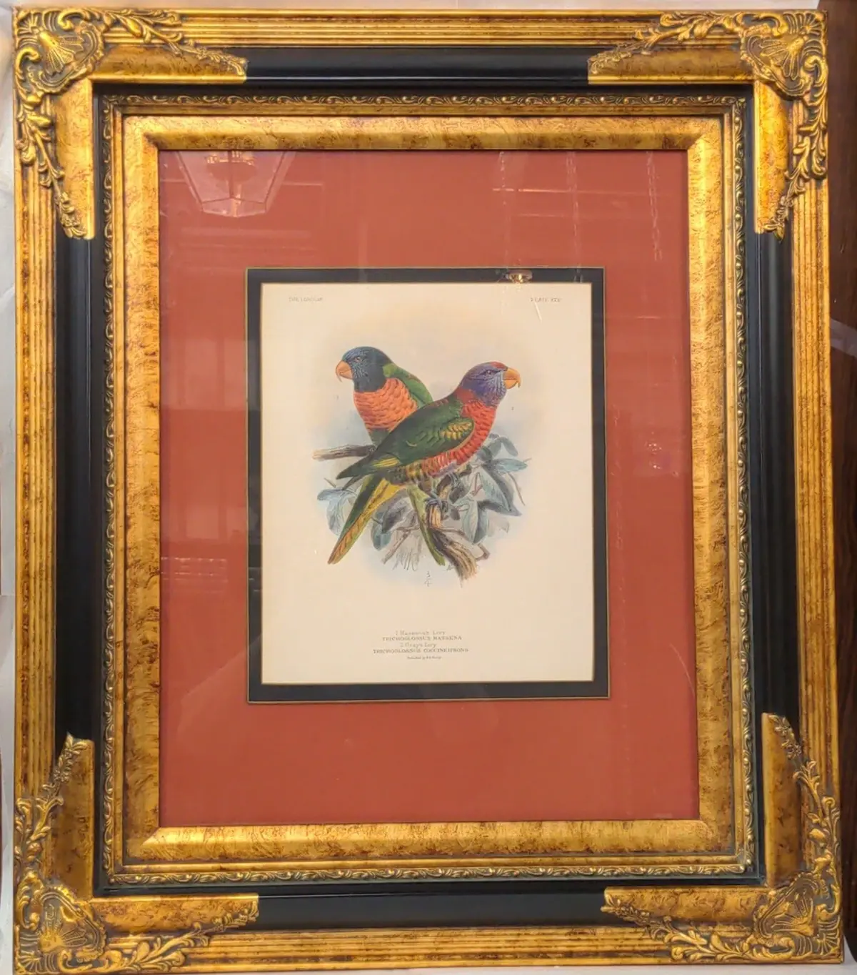 Beautifully Framed Orange Parrots Print 1