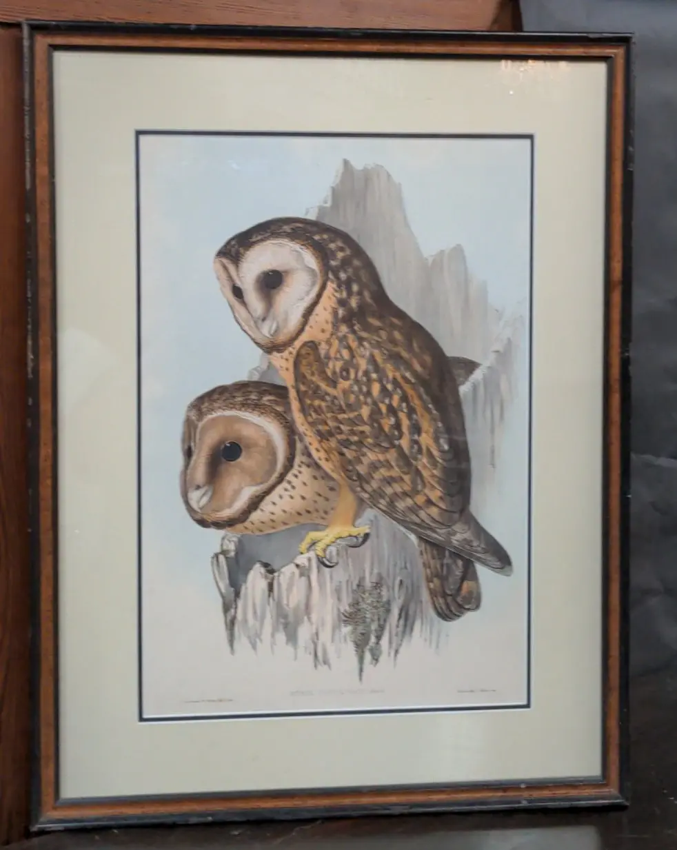 Hand Colored Owl Lithograph By Gould 19Th Century 1
