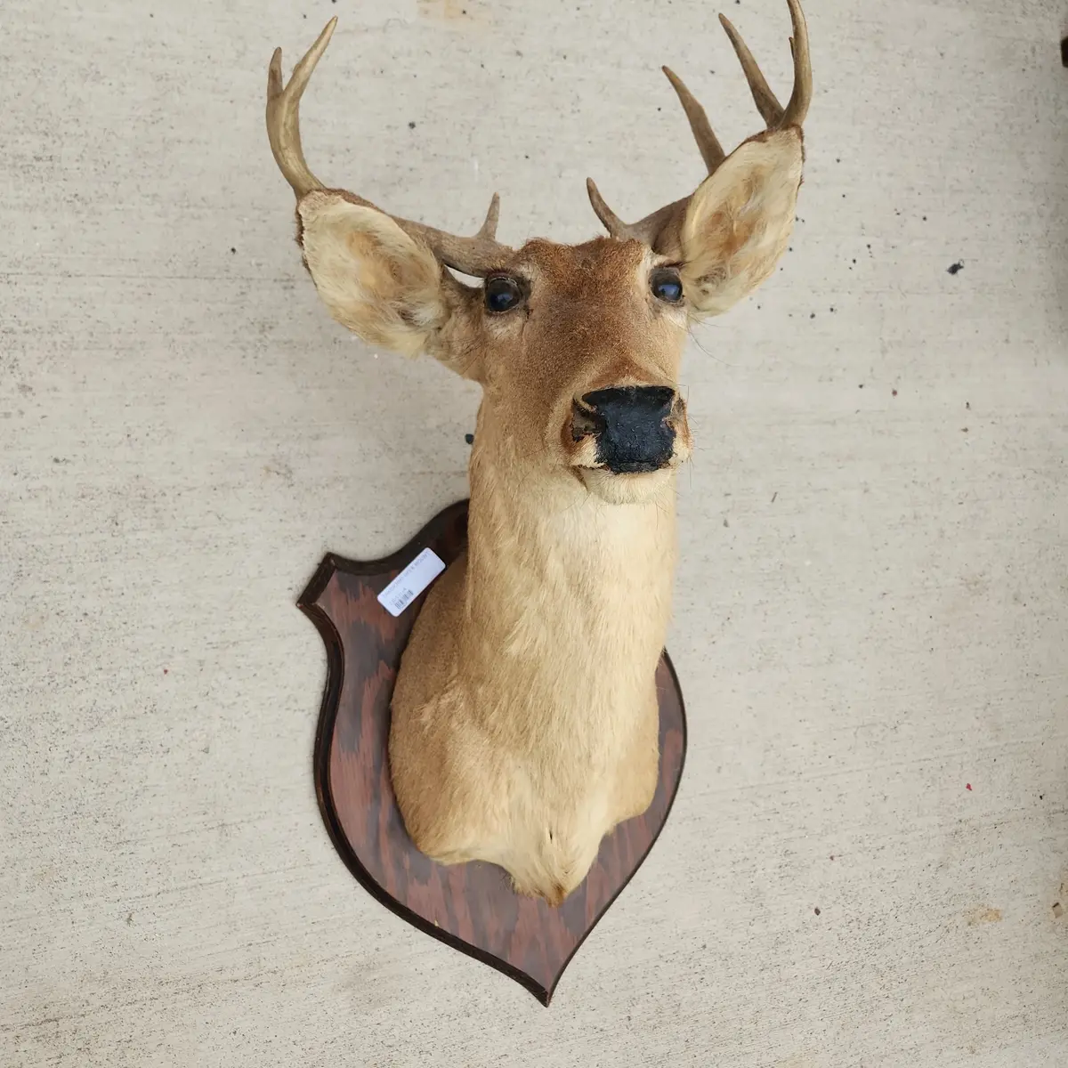 Taxidermy Deer Head Mount 1