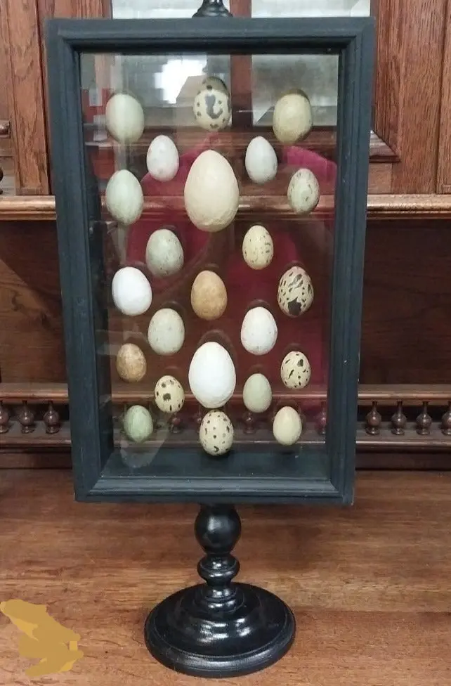 Faux Victorian Egg Specimen Display 1