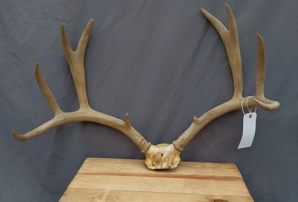 Large Antler Rack 1
