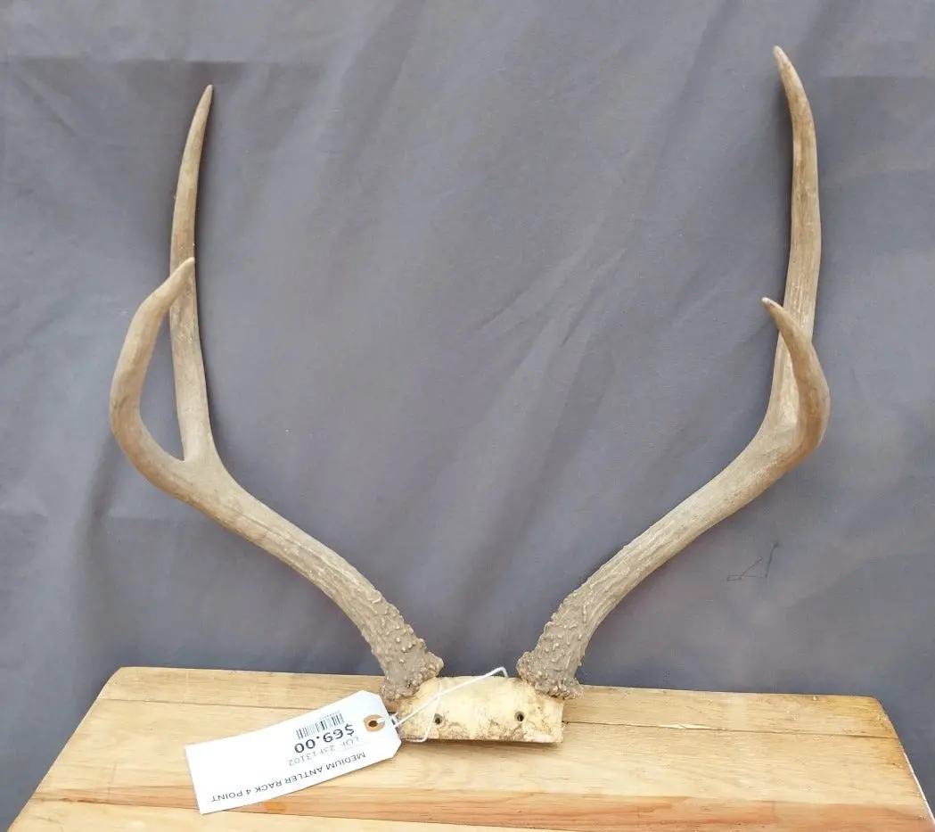 Medium Antler Rack 4 Point 1