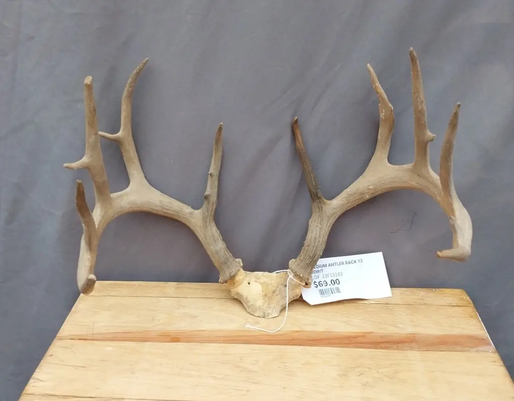Medium Antler Rack 12 Point 1