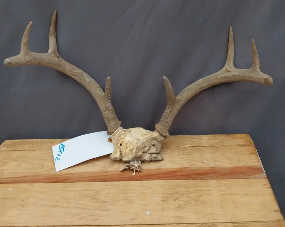Small Antler Rack 8 Point 1