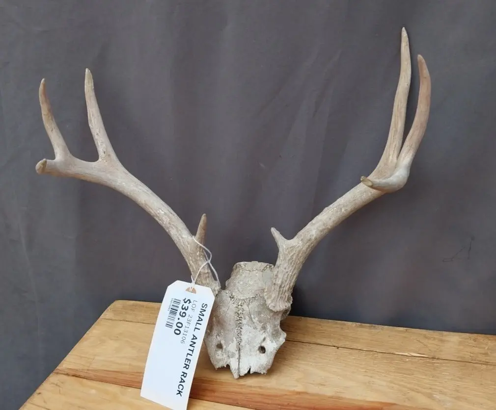 Small Antler Rack 1