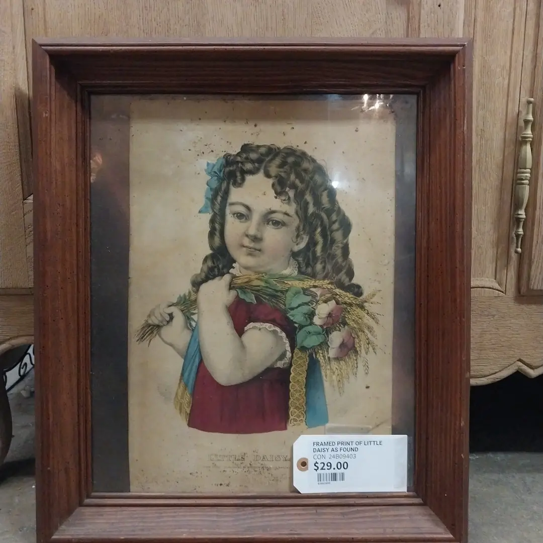 Pine Framed Print Of Little Daisy As Found 1