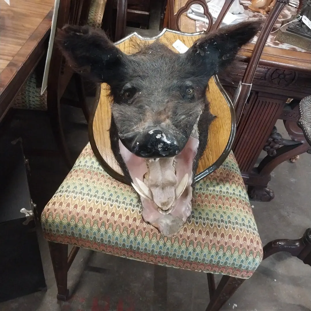 Taxidermy Boars Head As Found 1