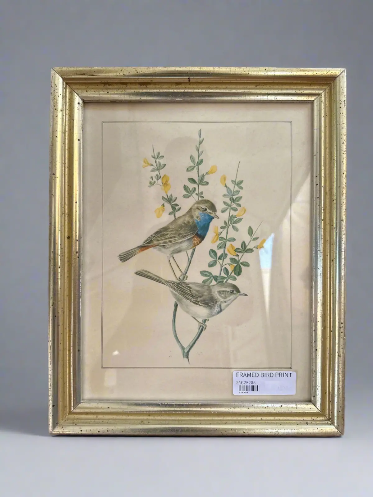 Framed Bird Print 1