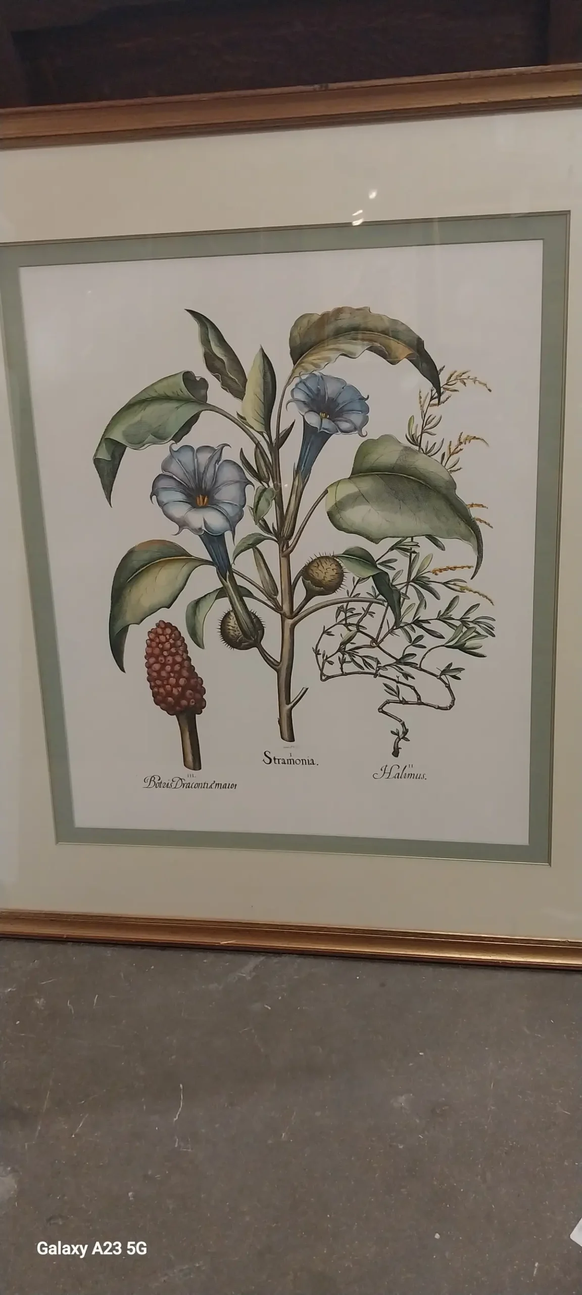 Framed Botanical Engraving 1
