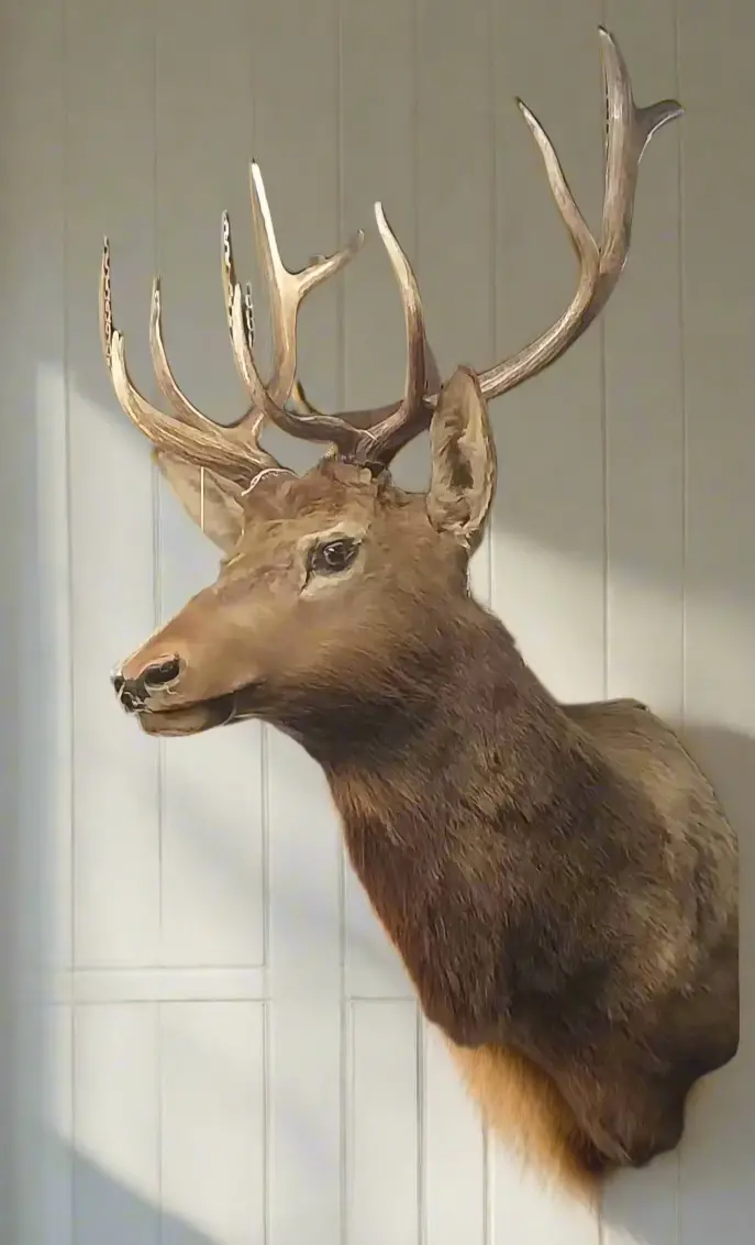 Large Taxidermy Elk Mount 1