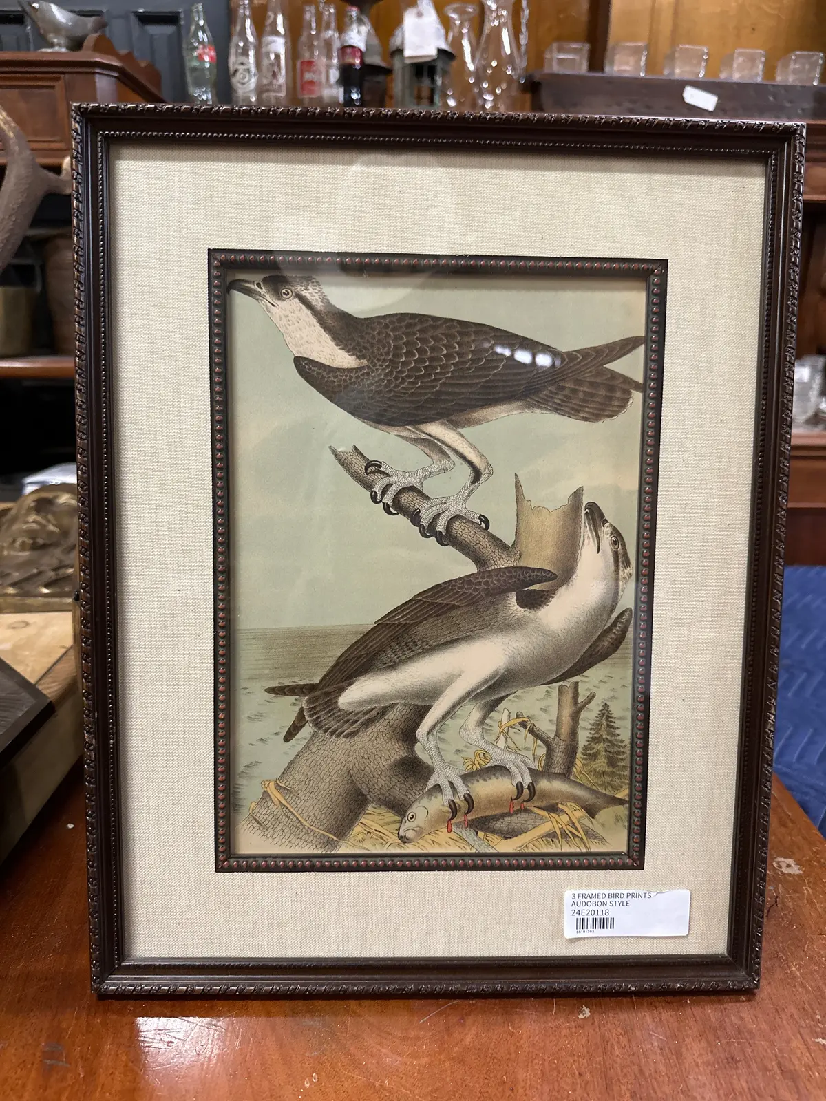 Framed  Audobon Style Bird Print 1