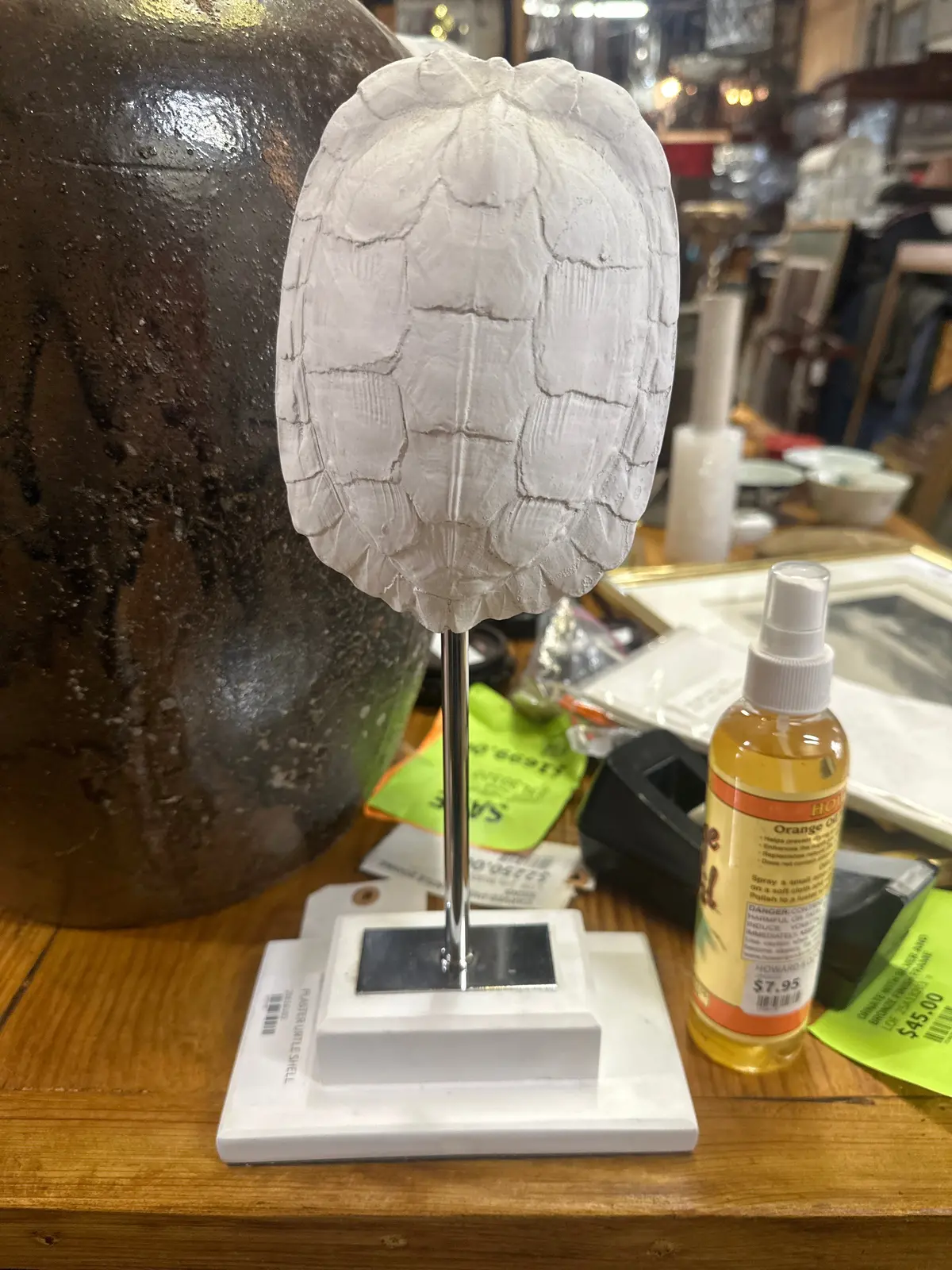 Plaster Turtle Shell 1