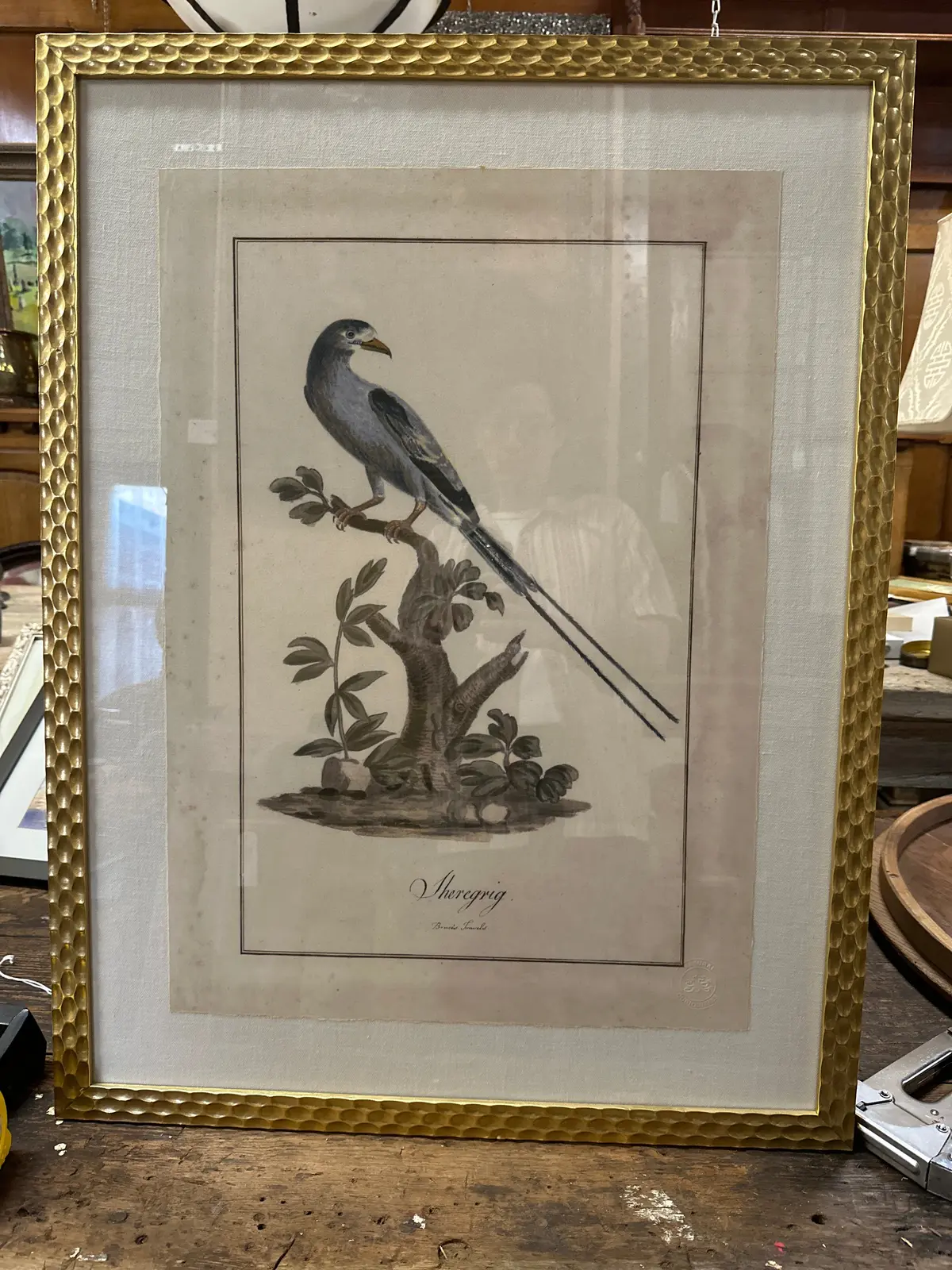Large Gold Frame Antique Bird Engraving 1