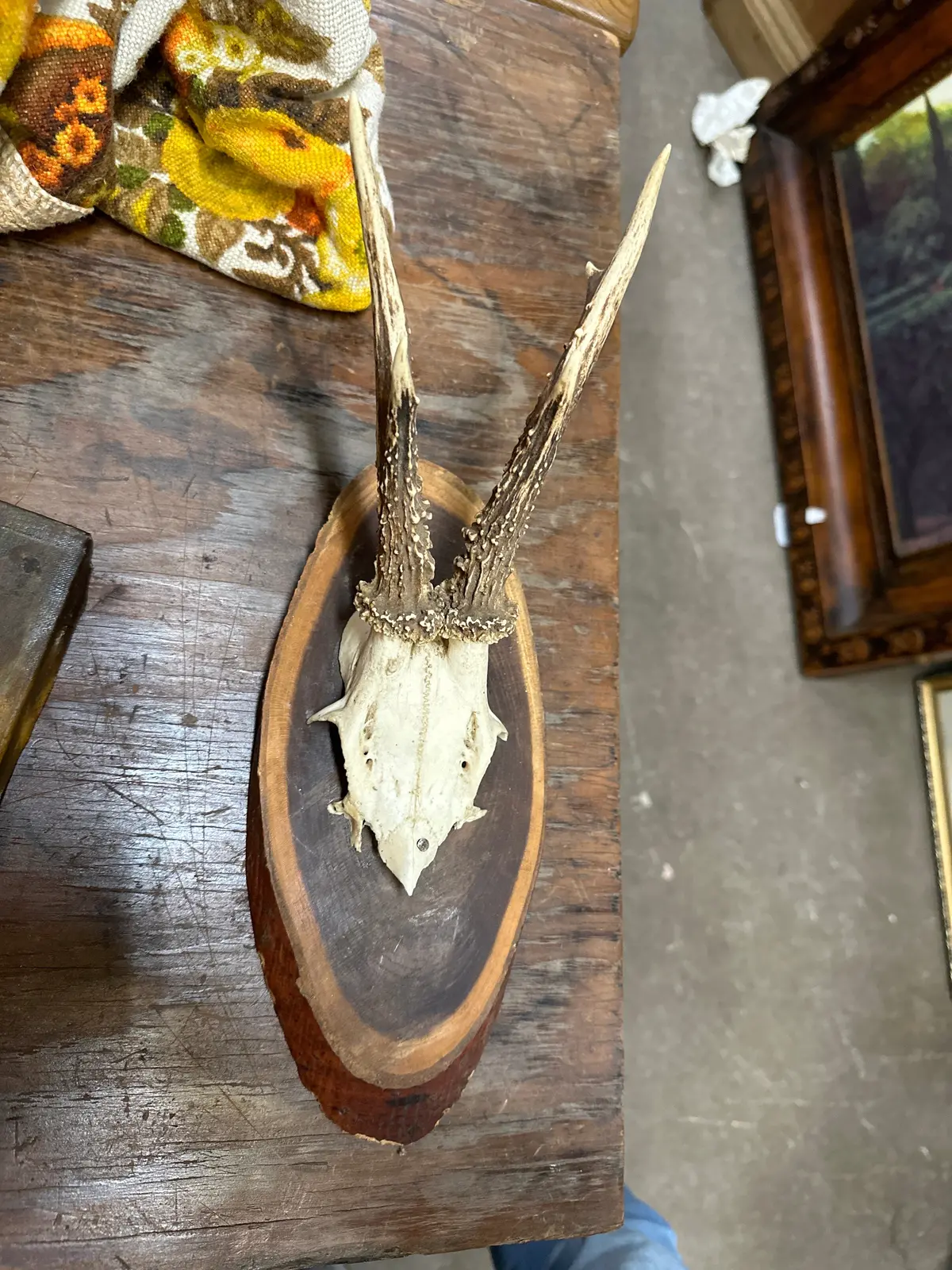 Roebuck Horn Rack Mounted On Slab 1