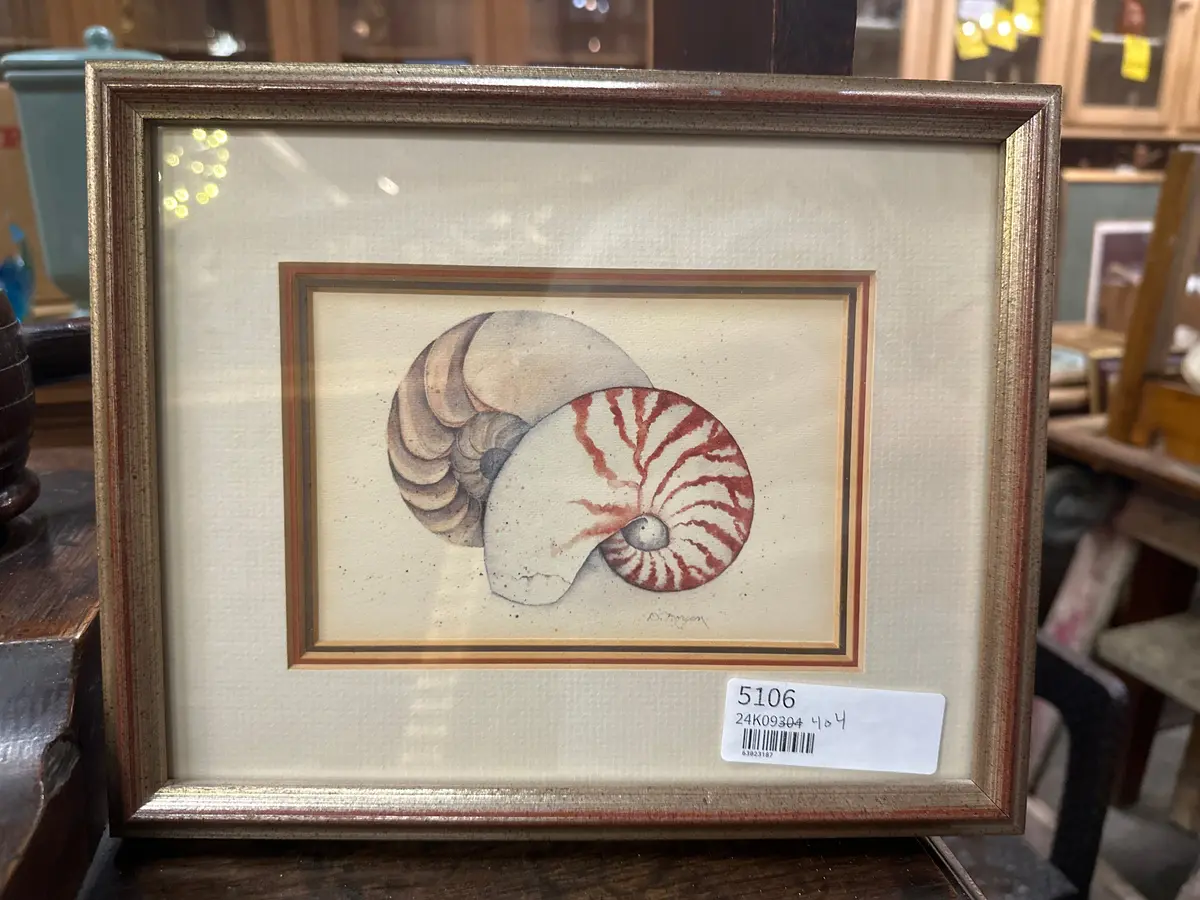 Small Nautilis Print 1