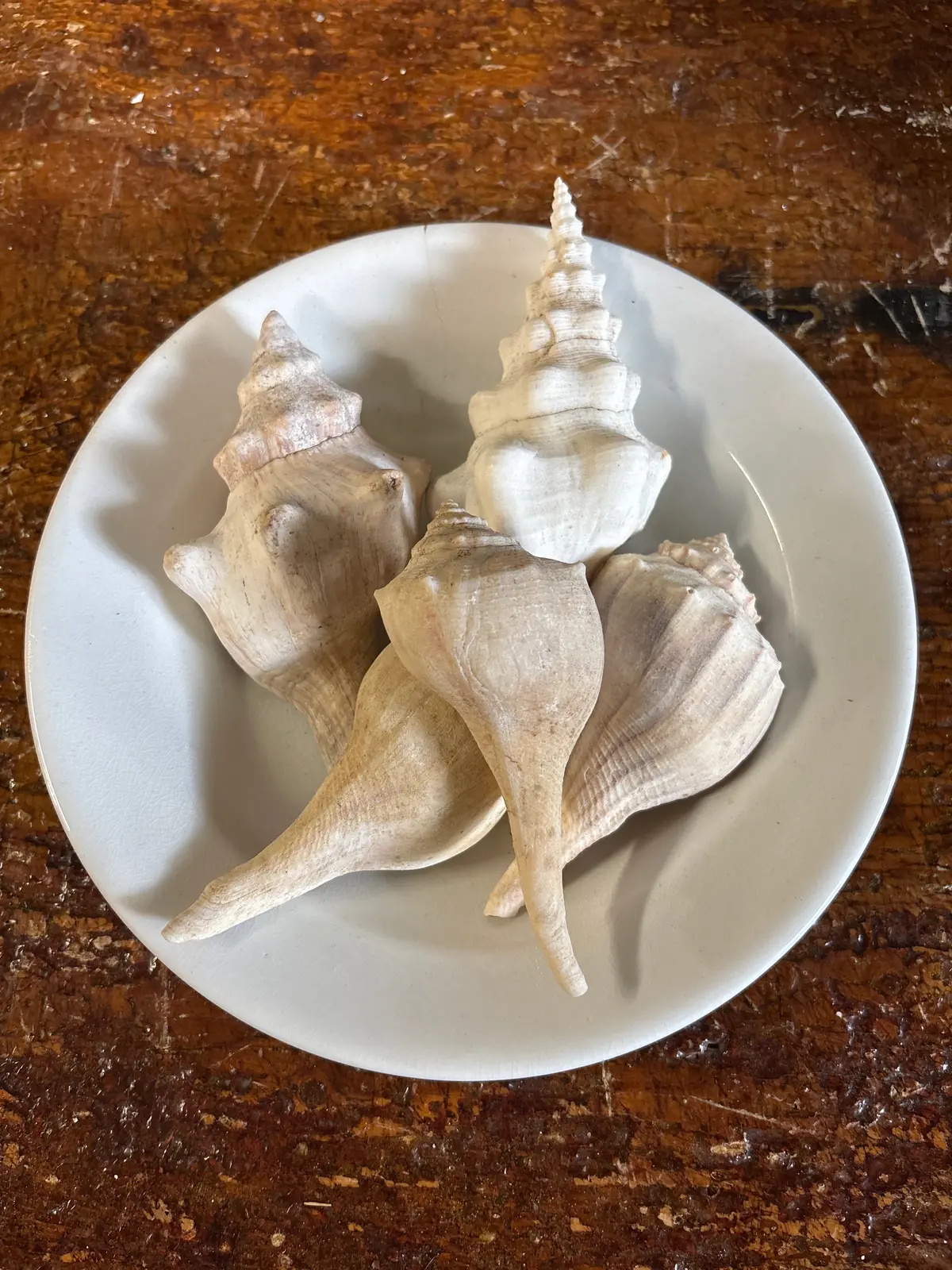 Set Of 5 Whelk And Conk Shells - Bowl Not Included 1