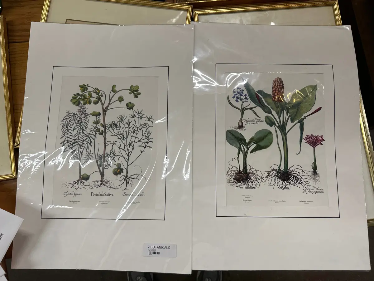 Unframed Botanicals Each 1