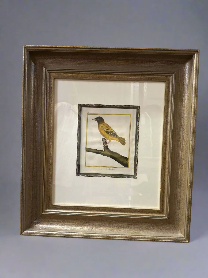 Large Antique Bird Engraving In Deep Frame 1
