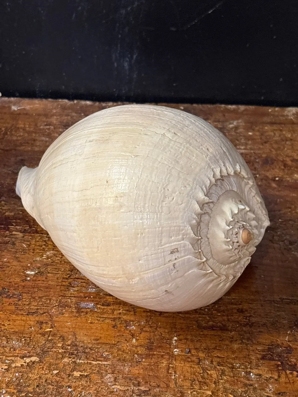 Large Crowned Baler Seashell 1