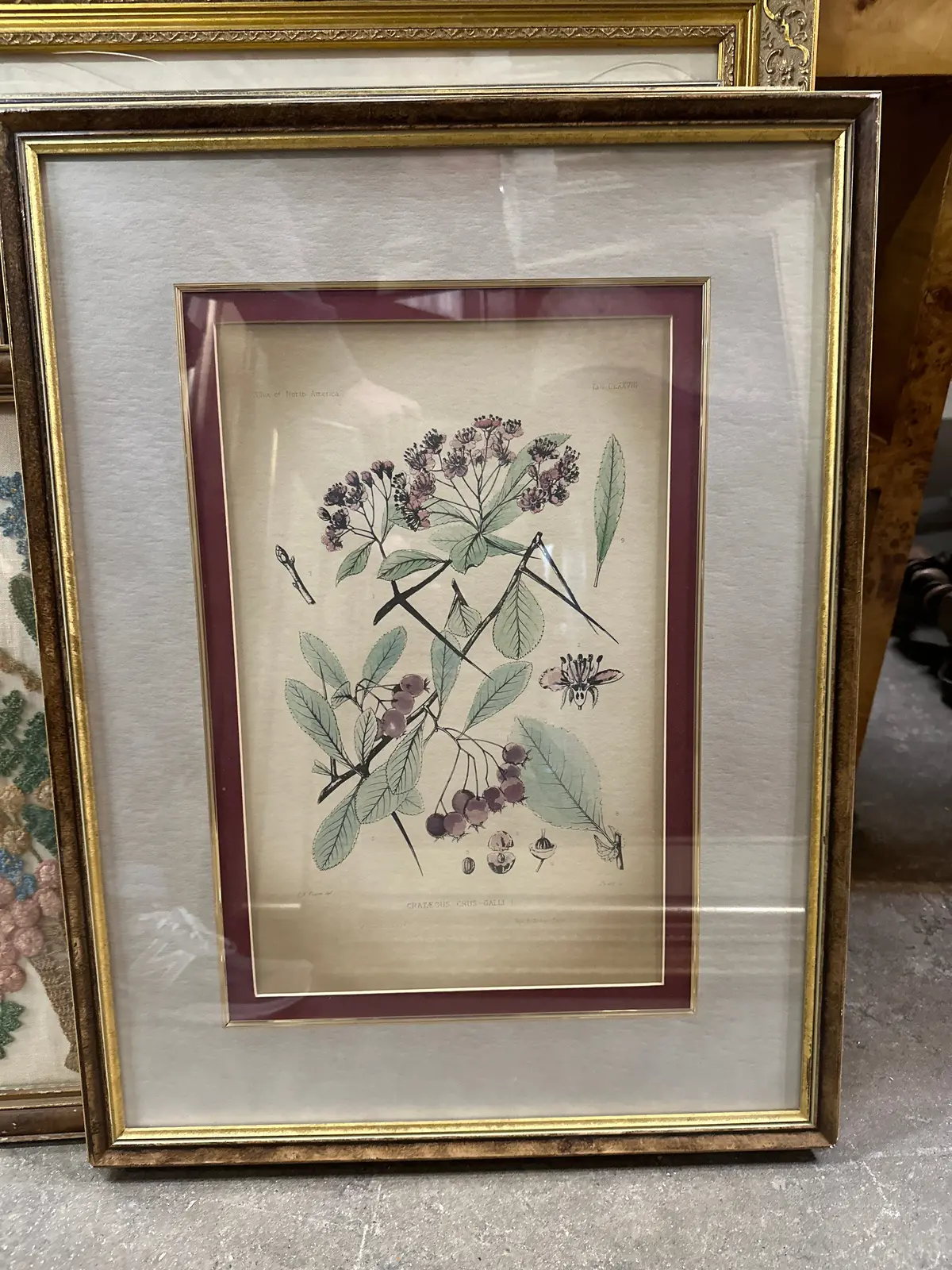 As Is Botanical Print With Foxing 1