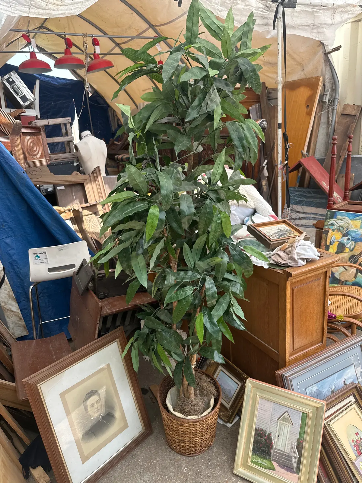Faux Ficus Tree 1
