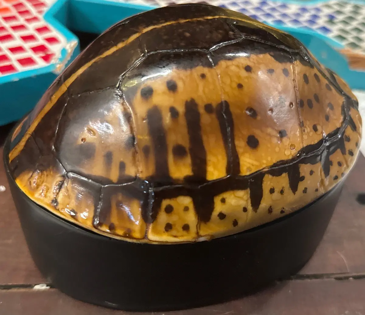 Resin Turtle Box 1