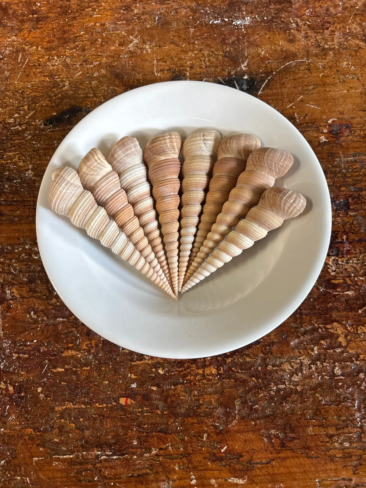 Set Of 8 Turet Shells - Bowl Not Included 1