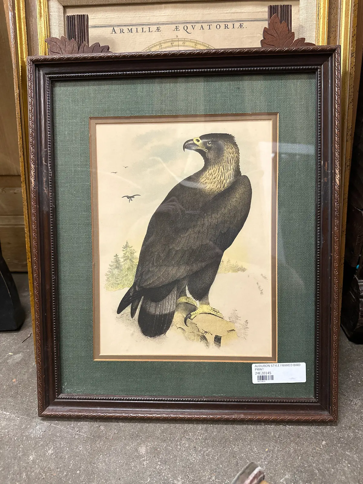 Audubon Style Framed Bird Print 1