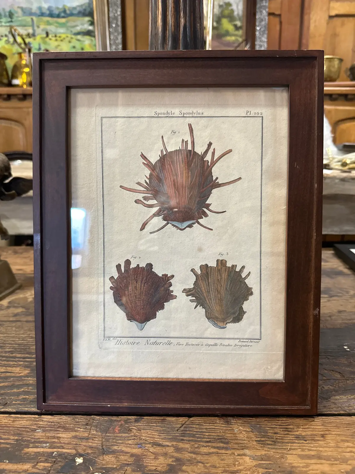 Framed 18Th Century Copper Colored Engraving By Bernard Direxits Histoire Naturelle 1