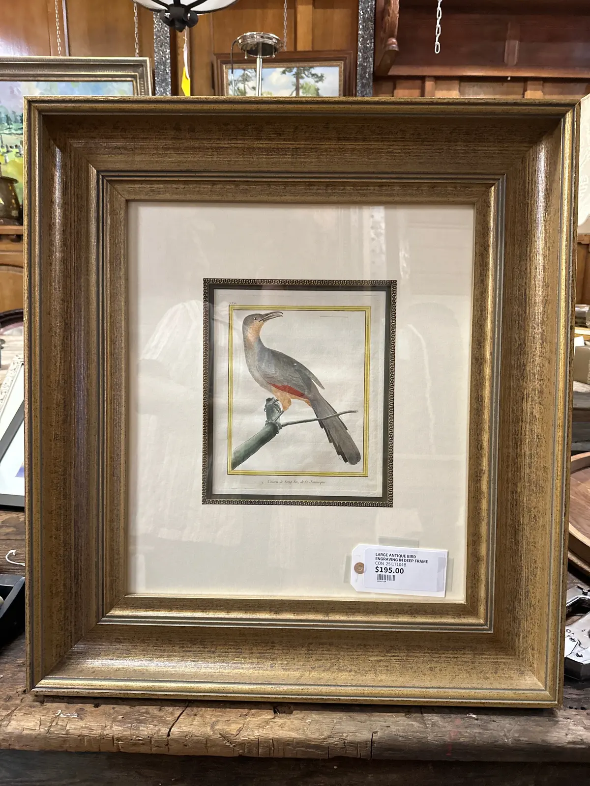 Large Antique Bird Engraving In Deep Frame 1