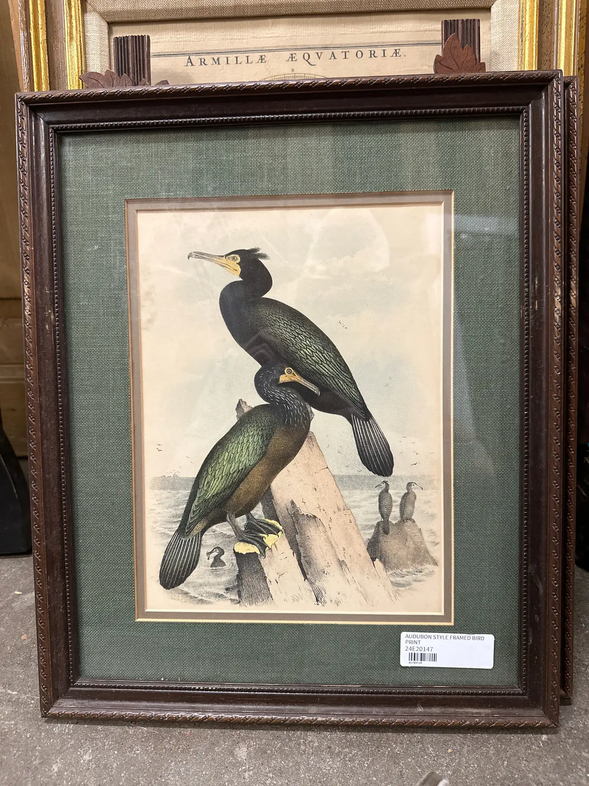 Audubon Style Framed Bird Print 1