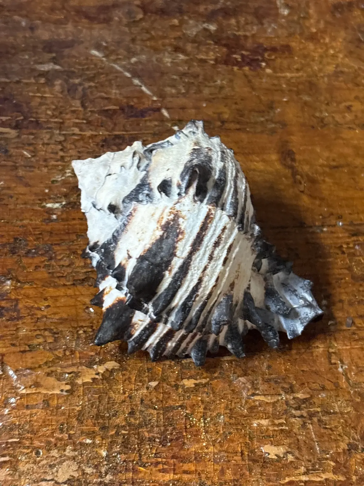 Small Black And White Myrex Seashell 1
