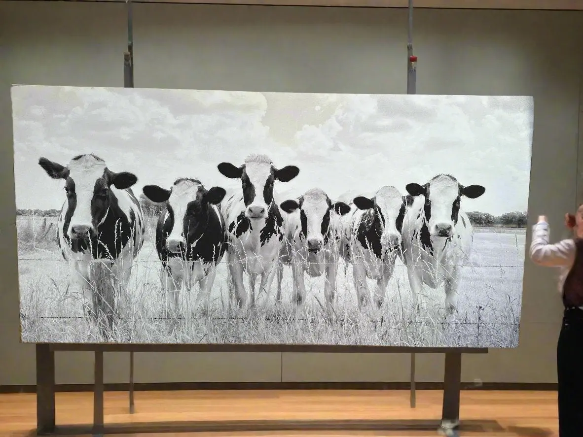 Cows Giclee Unframed 1
