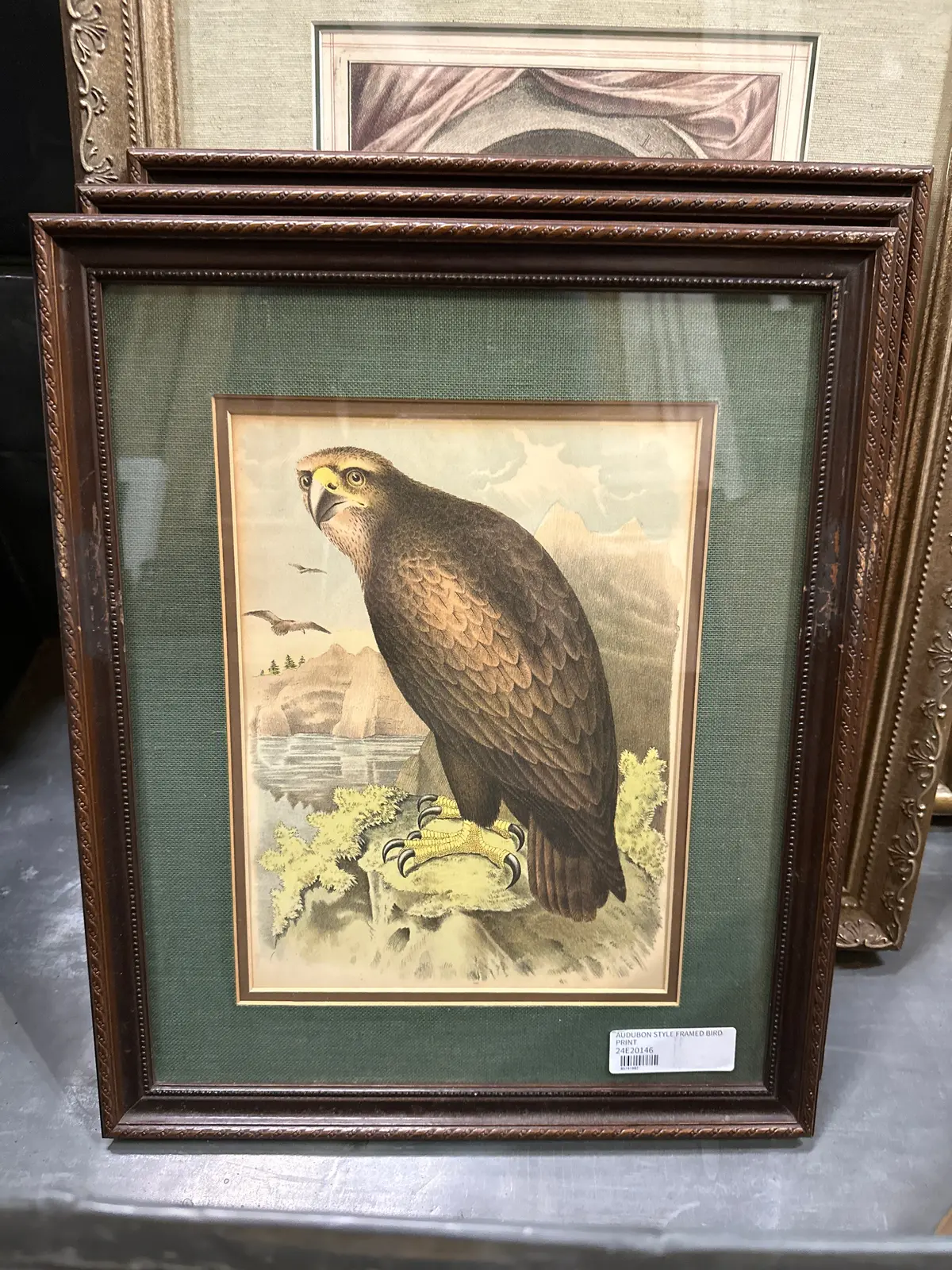 Audubon Style Framed Bird Print 1
