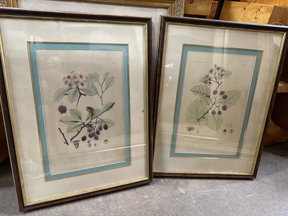 Pair Of Botanicals Sylva Of North America Prints 1