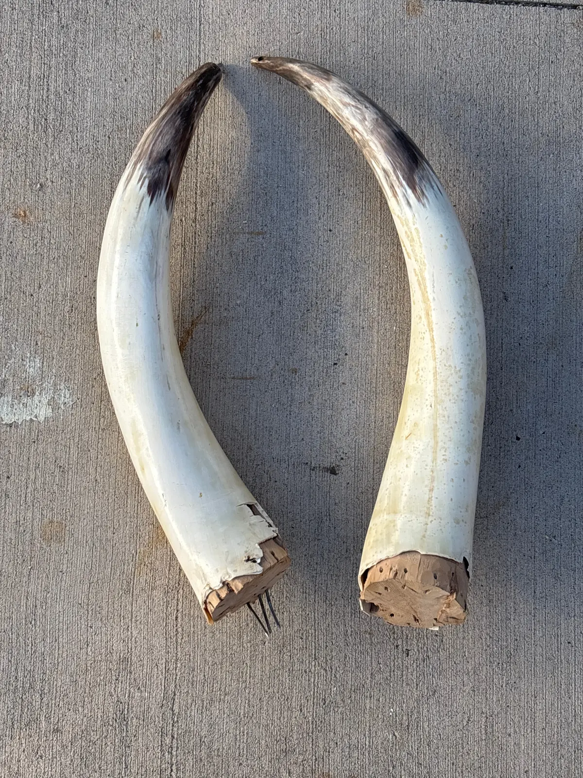 As Found Cow Horns 1
