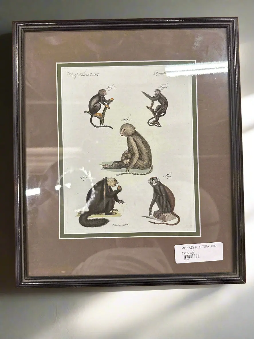Monkey Illustration 1