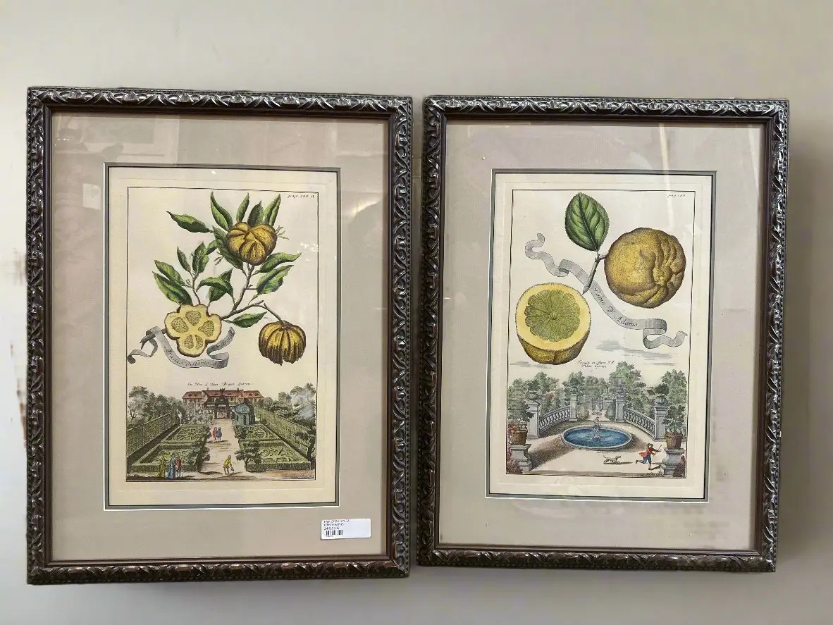 Pair Of Botanical Lithographs 1